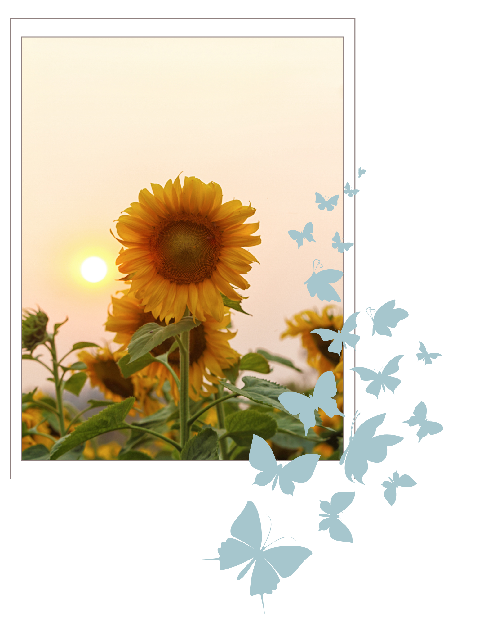 Picture of Sunflowers with blue butterflies